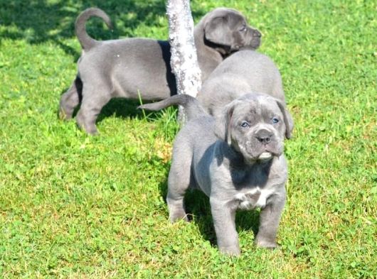 Premi̇um Cane Corso Yavrulari
