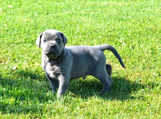 Premi̇um Cane Corso Yavrulari görsel