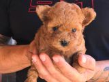 Teddy Kore Poodle Yavrulari