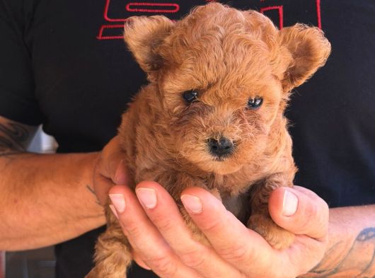 TEDDY KORE POODLE YAVRULARI