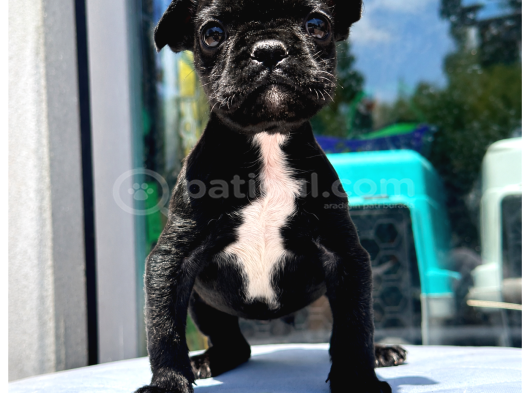 Sevimli French Bulldog Yavrusu