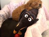 2 Aylık Toy Poodle