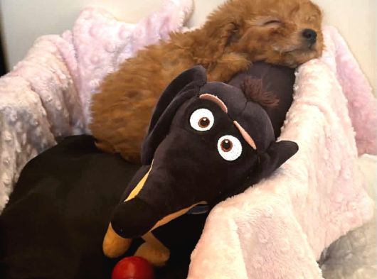 2 Aylık Toy Poodle görsel