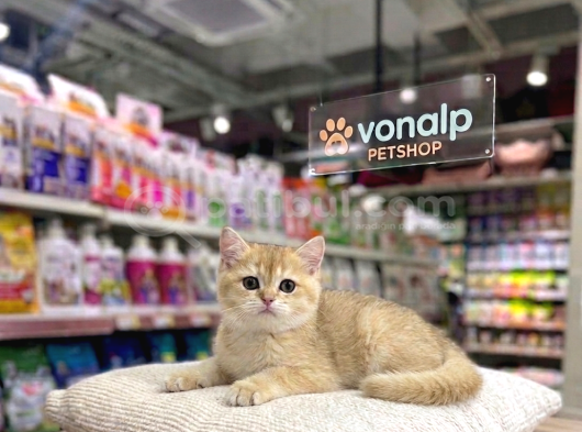 VONALP PET GARANTISIYLE  BRİTİSH SHORTHAİR NY12 GOLD