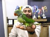 Bebek Alexander İskender Papağani Yavrumuz