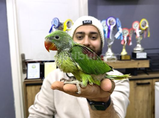 Bebek Alexander İskender Papağani Yavrumuz