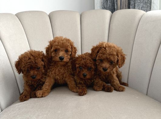 Ev ortamında toy poodle