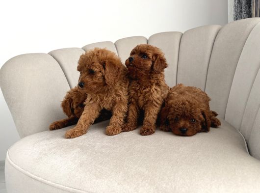 Ev Ortamında Toy Poodle görsel