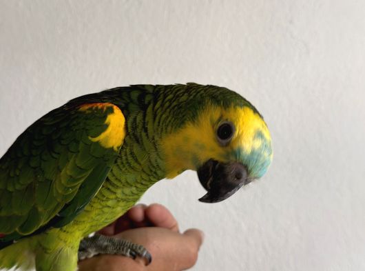 5Aylık Yavru Blue Front Amazon görsel