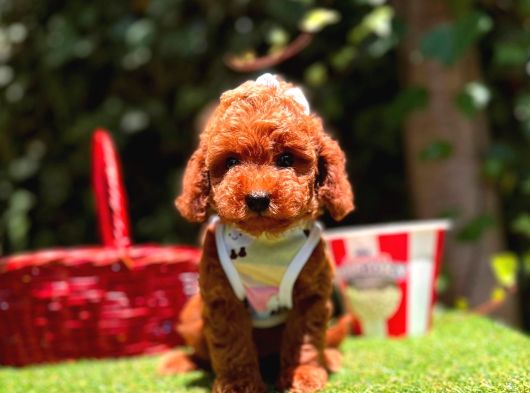 Orjinal Toy Poodle Yavrularımız görsel