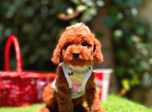 Orjinal Toy Poodle Yavrularımız görsel