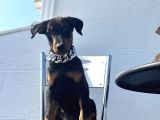 Orjinal Fotoğraflar Ile Doberman Bebekler Canlı Görebiliriz