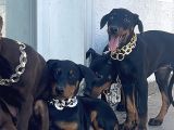 Orjinal Fotoğraflar Ile Doberman Bebekler Canlı Görebiliriz