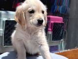Safkan Golden Retriever Yavru