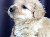 Teddy Face Maltipo Yavru