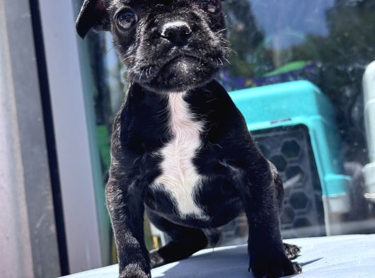 Sevimli French Bulldog Yavrusu görsel