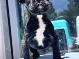 Sevimli French Bulldog Yavrusu