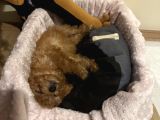 2 Aylık Toy Poodle