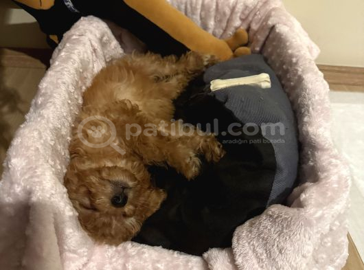 2 Aylık Toy Poodle görsel