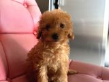 2 Aylık Toy Poodle