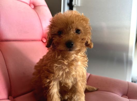 2 Aylık Toy Poodle