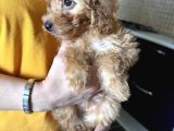 2 Aylık Toy Poodle