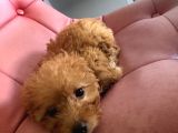 2 Aylık Toy Poodle