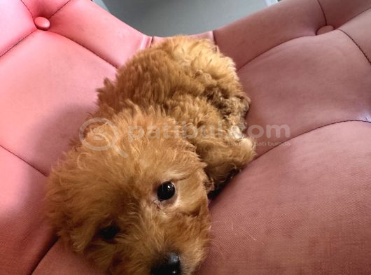 2 Aylık Toy Poodle görsel