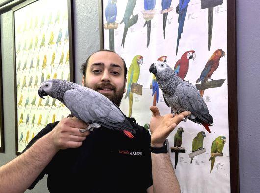 Konuşan Zeki Akıllı Jako Papağanları