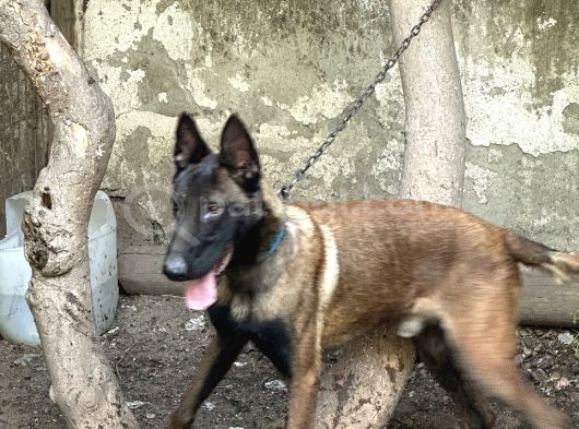malinois yavrular 4 erkek 3 dişi kaldı