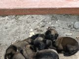 malinois yavrular 4 erkek 3 dişi kaldı
