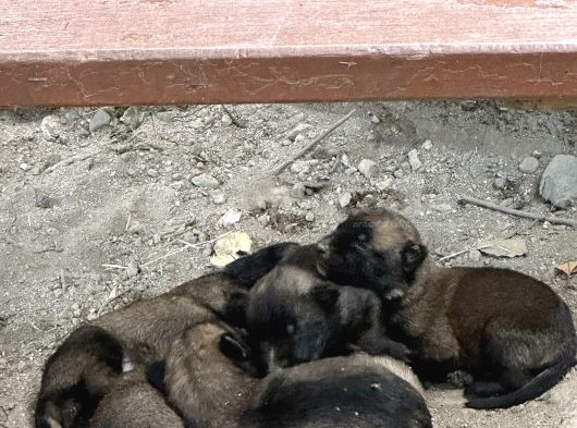 malinois yavrular 4 erkek 3 dişi kaldı