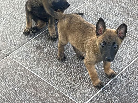 Dik kulak koyu Maske gel göre al