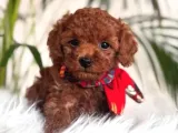 Muhteşem Kali̇te Toy Poodle Yavrularimiz