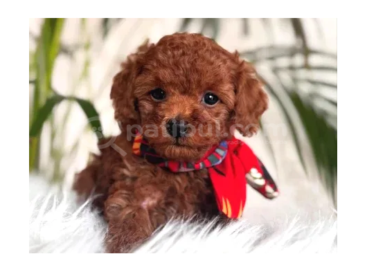 MUHTEŞEM KALİTE TOY POODLE YAVRULARIMIZ