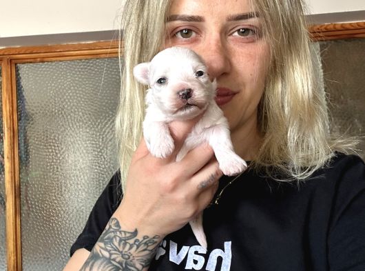Maltese Yavrular görsel