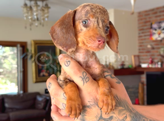 Rabbit teacup dacshund yavrumuz