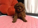 Toy Poodle Yavrulari  Erkek