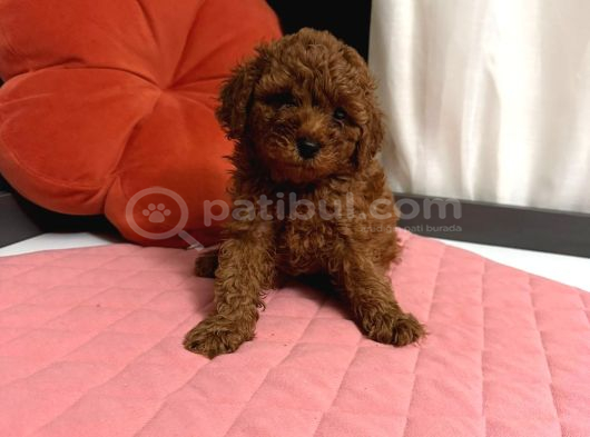 Toy Poodle Yavrulari  Erkek görsel