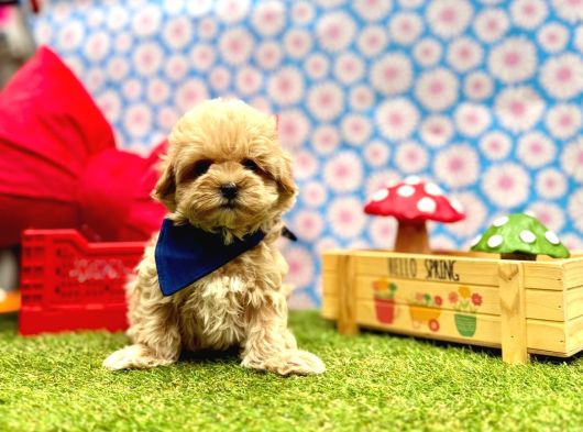 Mini Maltipoo Büyümeyecek Bebekler görsel