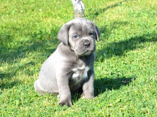 Premi̇um Cane Corso Yavrulari görsel