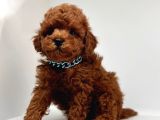 Red Brown Mini Boy Toy Poodle Yavrular