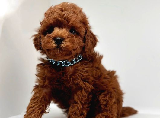 Red Brown Mini Boy Toy Poodle Yavrular görsel