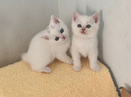 A Kalitede Yavrularımız Yeni Yuvasını Arıyor görsel
