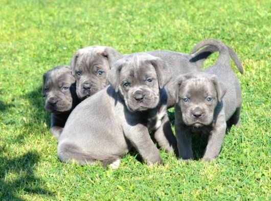 Premi̇um Cane Corso Yavrulari görsel