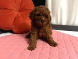 Toy Poodle Yavrulari  Erkek