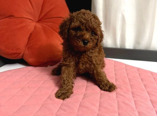 TOY POODLE YAVRULARI  ERKEK