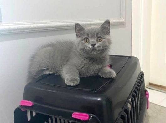 Aşırı Oyuncu Sevecen British Shorthair Yavrumuz