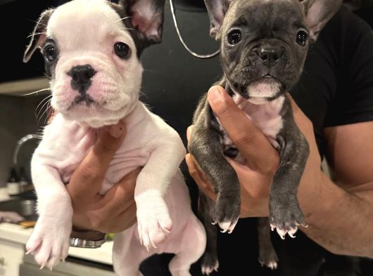 Fransız bulldog 45 günlük