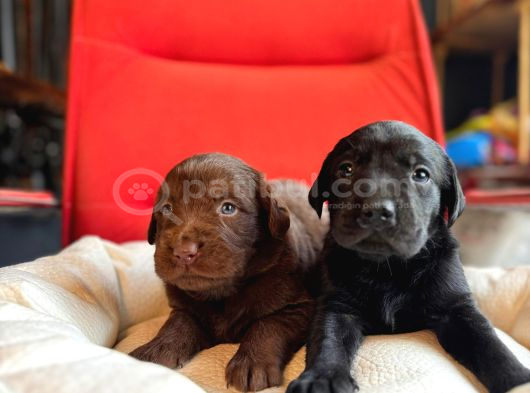 A kalite Labrador retriver yavrular renk renk